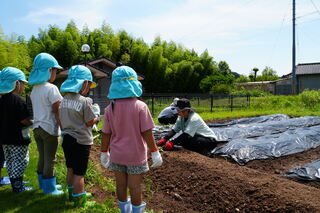先生から植え方を教わります 先生から植え方を教わります