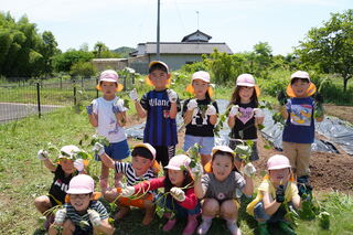 お芋さしがんばりました! お芋さしがんばりました!