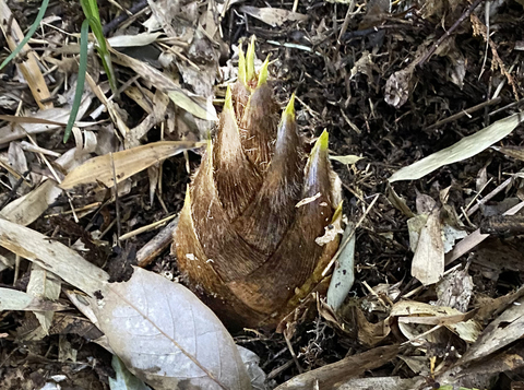 春になり芽を出した筍