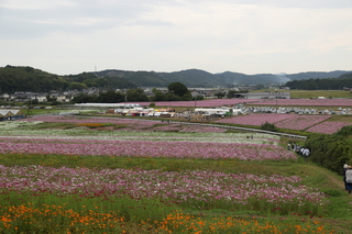コスモス園の様子