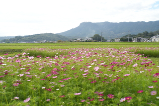 コスモス園の様子 コスモス園の様子